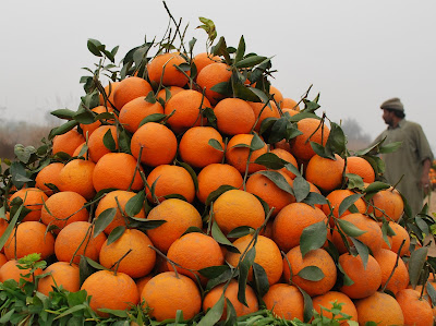 Sargodha Citrus Co, Sargodha
