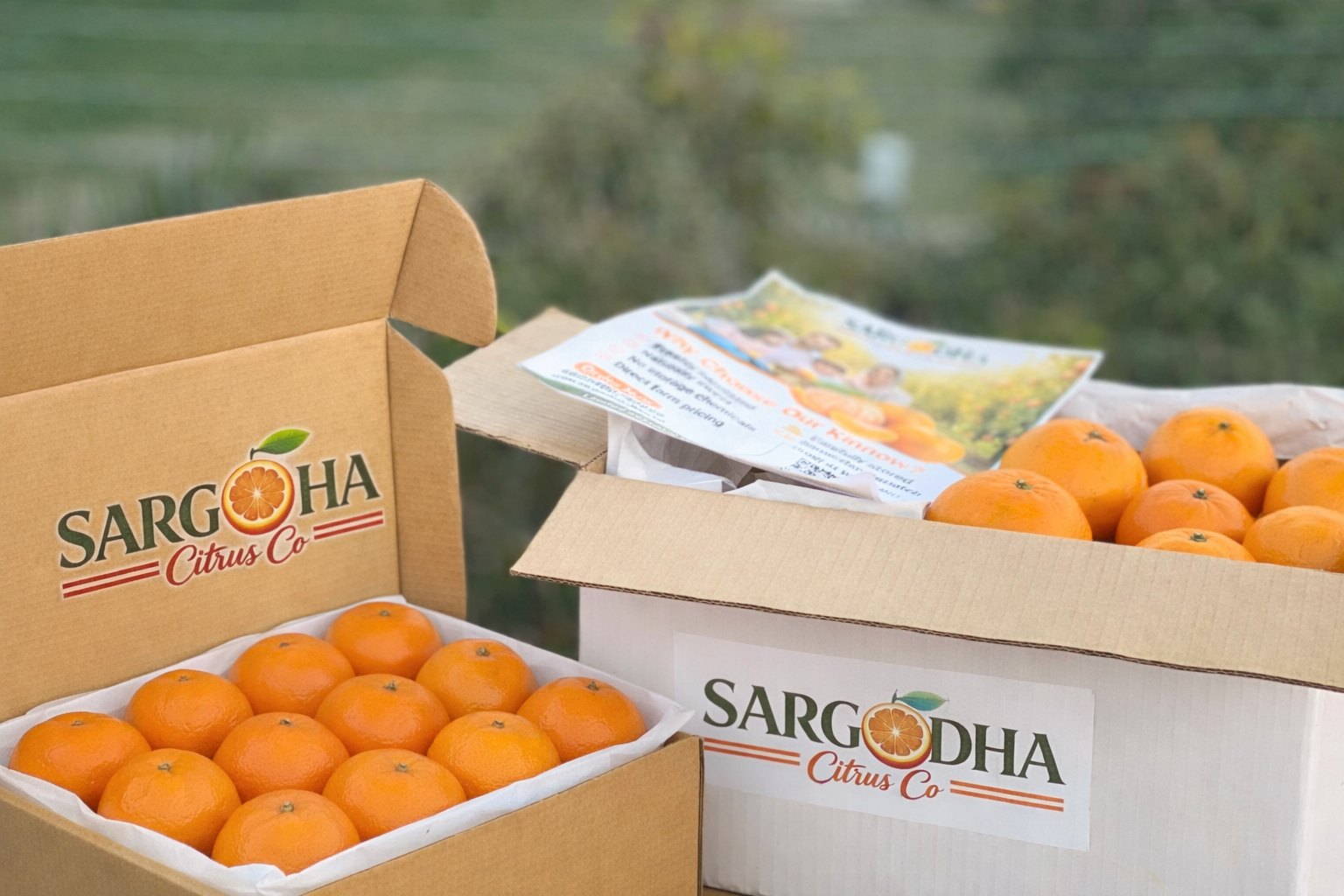 Premium Export Quality Kinnow - 10 kg Box – Sargodha Citrus Co, Sargodha